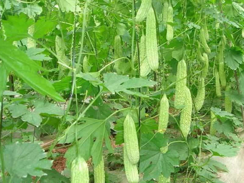 农业种植